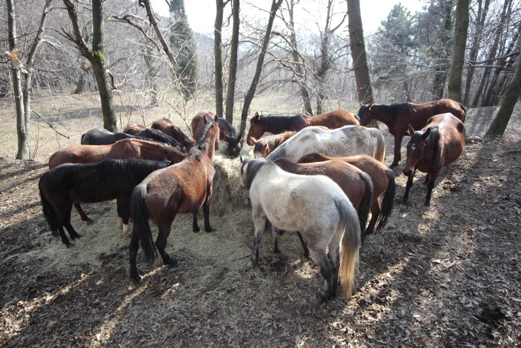 Centro Trekking A Cavallo Monte Brugiana Hostal Massa  Exterior foto